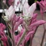 Anigozanthos flavidus Flower