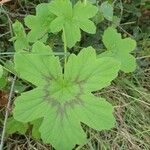 Pelargonium multibracteatum Leaf