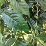 Coffea canephora List