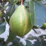 Pyrus communisFrucht