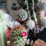 Mammillaria backebergiana 花