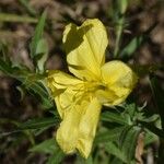 Oenothera affinis Flor