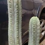 Trichocereus macrogonus Leaf