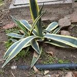 Agave americanaFuelha