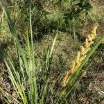 Lomandra longifolia Hábito