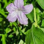Ruellia geminiflora Floro