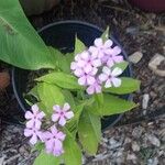 Phlox paniculataFlor