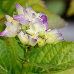 Hydrangea spp. Květ