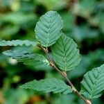 Alnus alnobetula Liść