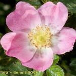 Rosa × dumetorum Flor