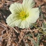 Monsonia longipes Blomma