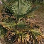 Chamaerops humilisFolla