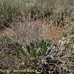 Limonium humile عادت