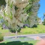 Melaleuca linariifolia ᱵᱟᱦᱟ