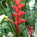 Heliconia bihai Λουλούδι