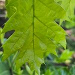 Quercus velutina Blatt