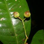 Faramea occidentalis Fruit