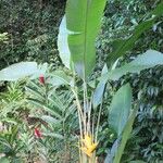 Heliconia caribaea Агульны выгляд