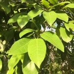 Ficus sansibarica Φύλλο