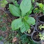 Gymnanthemum amygdalinum Blatt