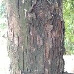 Artocarpus nitidus Bark