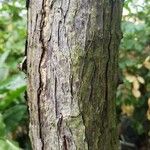 Harpephyllum caffrum Bark