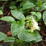 Symphytum grandiflorum Leaf