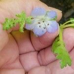 Nemophila phacelioides Цвят