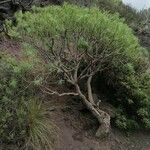 Euphorbia lamarckii Blad