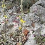 Verbascum undulatum Flower