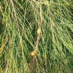 Casuarina cunninghamiana Φύλλο