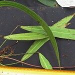 Anthurium friedrichsthalii Otro