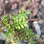 Lavandula canariensis Feuille