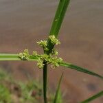 Cyperus difformis Fula