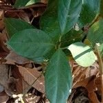 Pseuderanthemum variabile Feuille