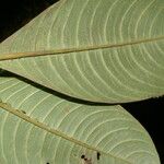 Raritebe palicoureoides Blatt