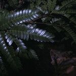 Zygia racemosa Leaf