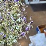 Tripora divaricata Flor