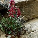 Penstemon utahensis Habitat