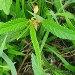 Corchorus trilocularis Leaf