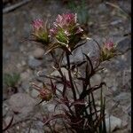 Orthocarpus cuspidatus Yeri