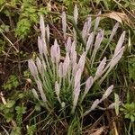 Crocus tommasinianus Blüte