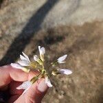 Cardamine concatenataÕis