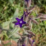 Anchusa undulataКветка