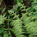 Macrothelypteris torresiana Yaprak