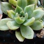 Graptopetalum macdougallii Leaf