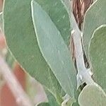 Simmondsia chinensis Φύλλο