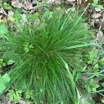 Festuca heterophylla برگ