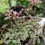 Sedum spurium 形态