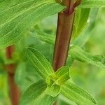 Hypericum tetrapterum Bark